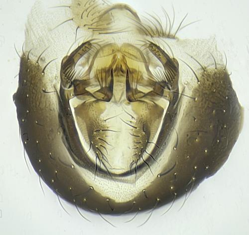 Scaptomyza pallida